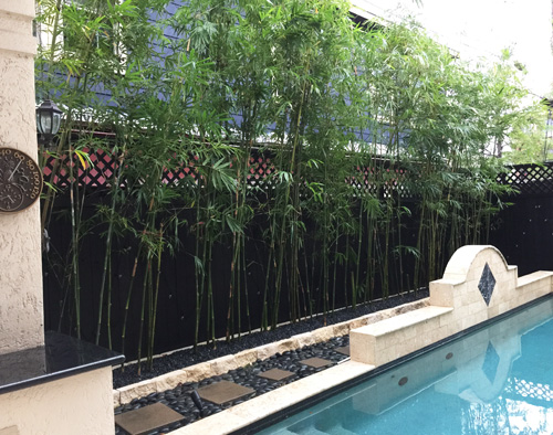 
 Houston Bamboo plant bamboo for privacy by swimming pool