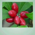 houston miracle fruit berry
