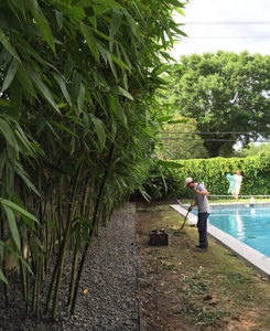 
 Houston bamboo pruning service for privacy screen