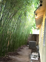 Houston bamboo thinning and pruning service