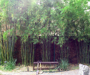Houston Bamboo Nursery